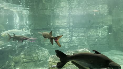 fish in the aquarium close up