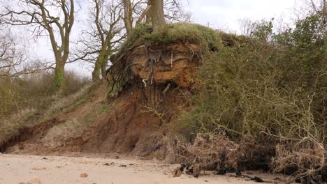 tilt shot of a tree on the edge of a cliff with exposed roots