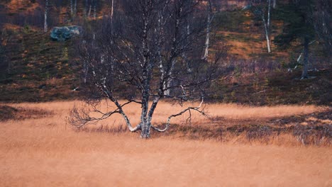 árboles-Retorcidos-Oscuros-En-El-Campo-De-Hierba-Marchita