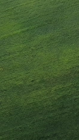 aerial view of a green field