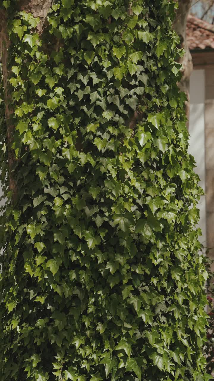 Edera verde fitta che si arrampica e copre il tronco di un albero accanto a un edificio storico in pietra a Guimaraes