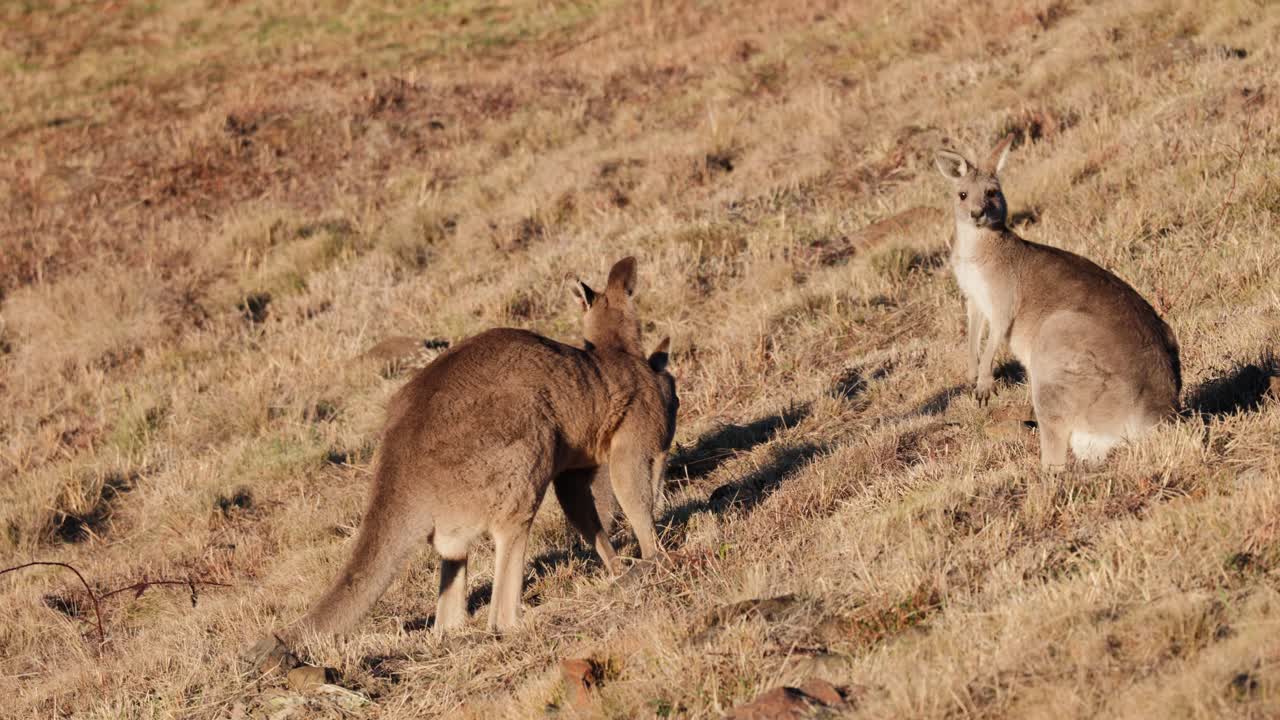 A couple of kangaroos graze and move about in the warm glow of a Canberra morning among tall grass