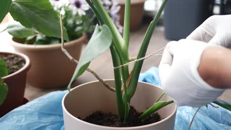 atando un tallo de una planta