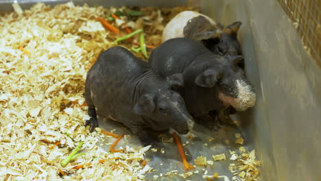 three skinny pig cavia porcellus huddled together while eatinng some carrots, broccoli, and other vegetables, inside a cage in a zoo in bangkok, thailand