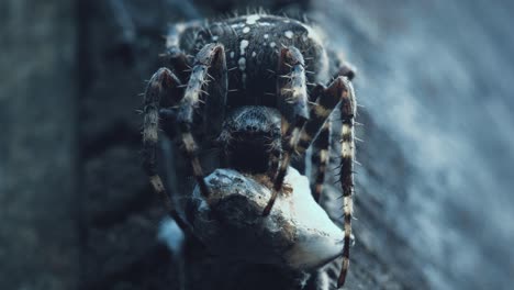 una araña se deleita con su presa