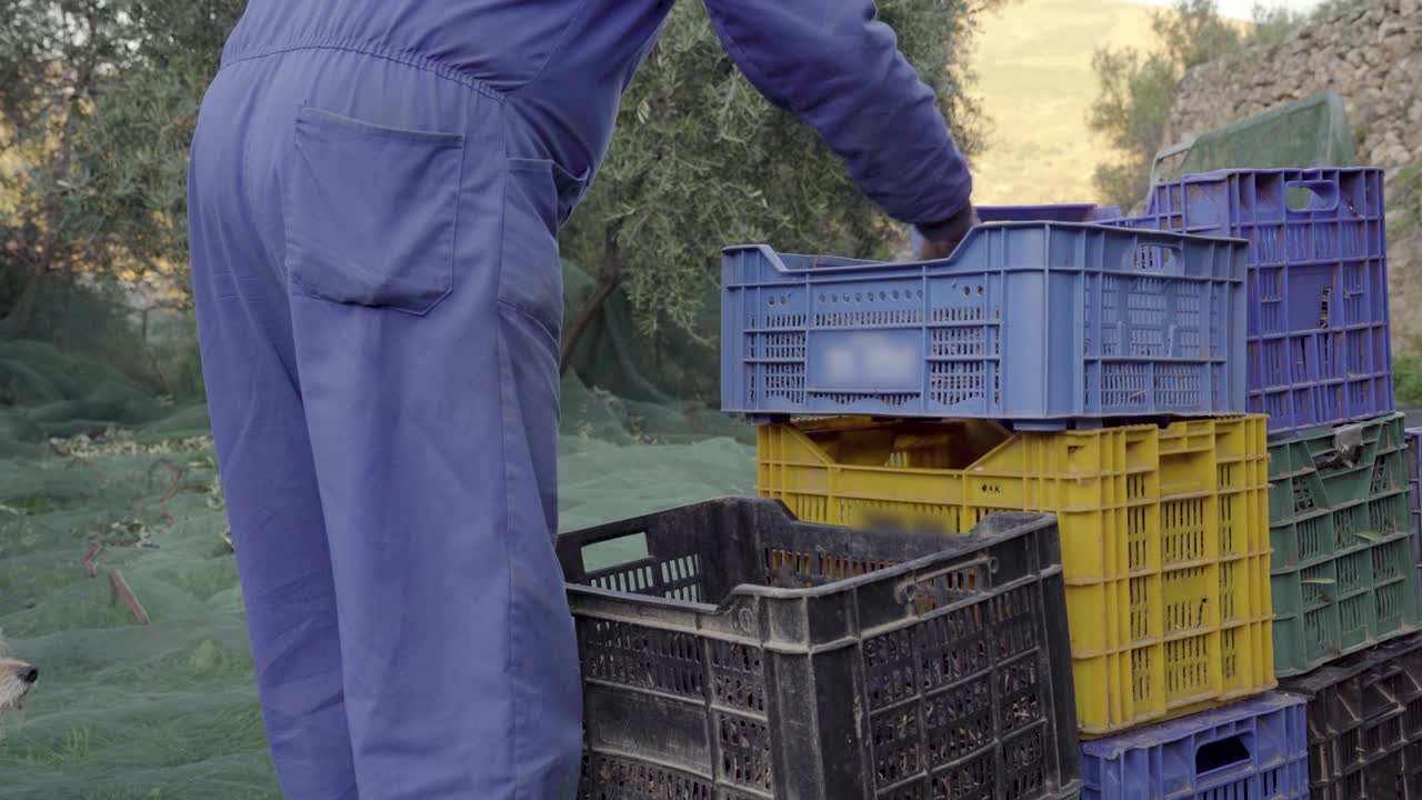Close up of traditional Spanish man carrying boxes full of olives at harvest time.