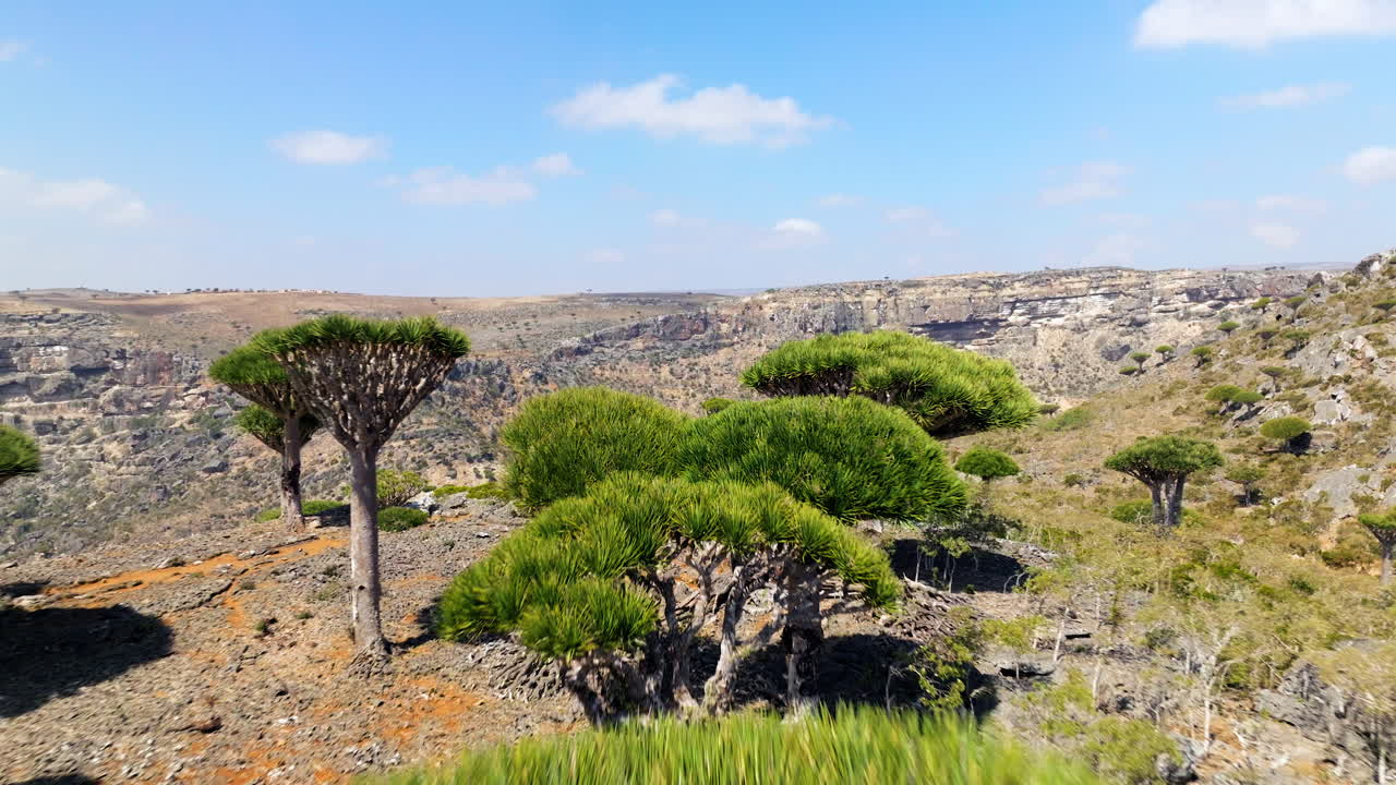 bosque de firmhin con árboles de sangre de dragón y paisaje de montañas rocosas en la isla de socotra, yemen