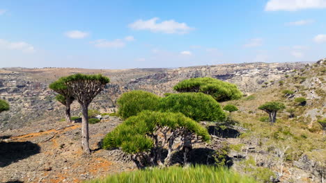 firmhin forest with dragon blood trees and rocky mountain landscape in socotra island, yemen