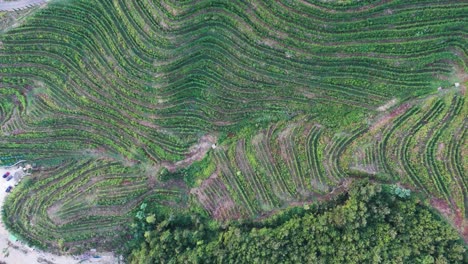 vista aérea de una plantación de viñedos verdes en terrenos agrícolas de montaña