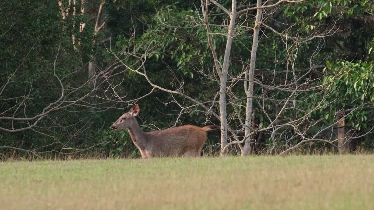 풀밭에 서서 카메라를 보고 왼쪽으로 걸어가는 여성