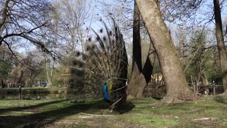 Open tail with colorful long feathers of peacock exposed on tranquil park with trees near canal water