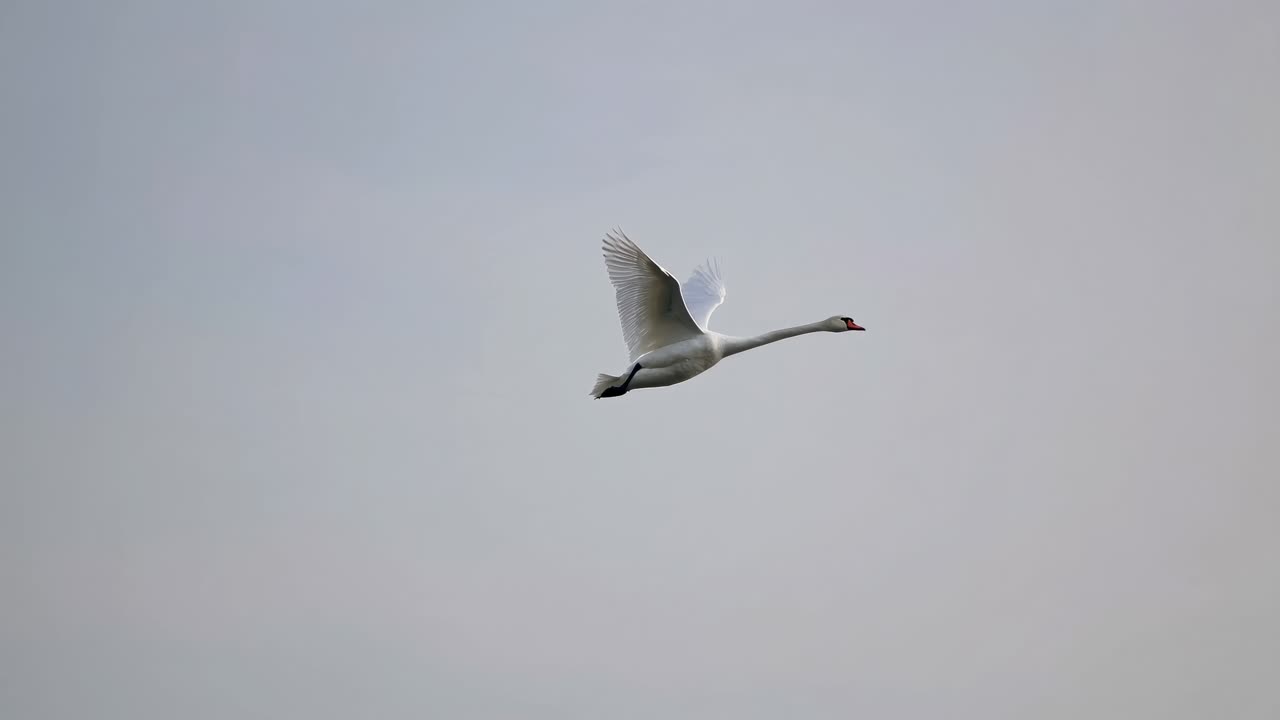 A serene video still of a swan in mid-flight, captured from a side angle against a soft, muted sky
