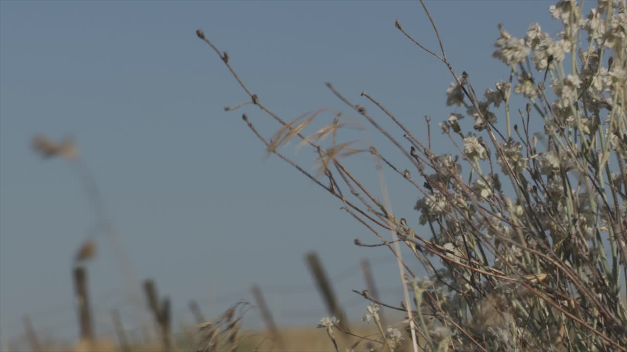 dry desert rocky grassland landscape. weeds blowing in the breeze with a fence in the bg