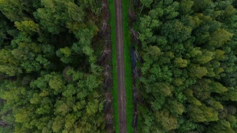 road in the forest