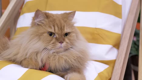 Twitching-its-ears-while-looking-around,-a-longhaired-Persian-cat-is-sitting-on-a-lounging-chair-at-a-Veterinary-clinic-in-Bangkok,-Thailand