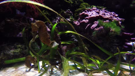 seahorses cuddle in grasses on the bottom of the sea