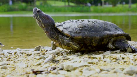 A-closeup-shot-of-a-cute-turtle-on-the-ground-with-a-blurred-background