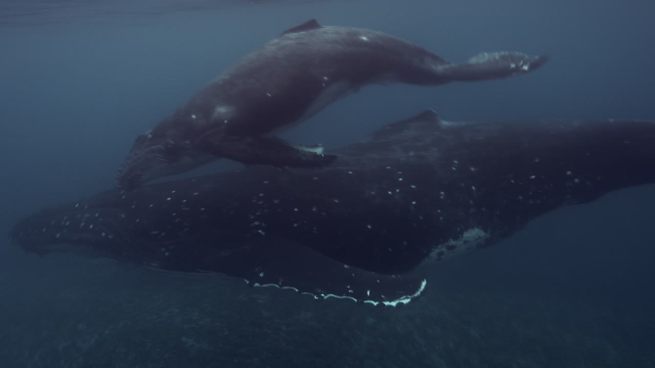 엄마와 새끼 고래가 은 물에서 카메라 앞에서 가까이 지나가는 모습, 프랑스령 폴리네시아 타히티 섬 주변의 표면