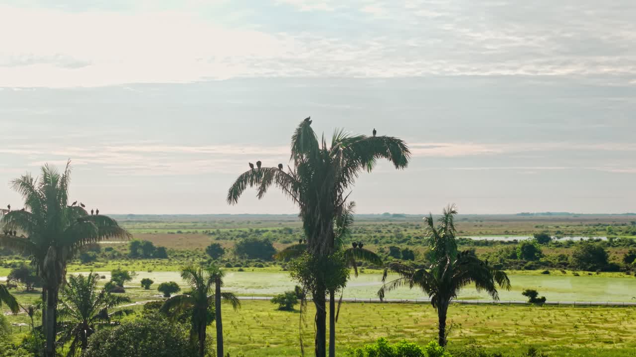 Expansive aerial footage of the lush green plains and wetlands of llanos orientales in colombia