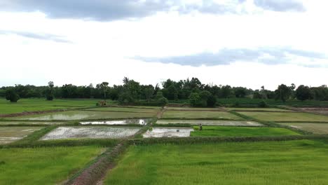 scenic footage of rice fields in kratie cambodia with flooded paddies farmers working in water green crops under cloudy sky rural atmosphere showing traditional farming in southeast asia