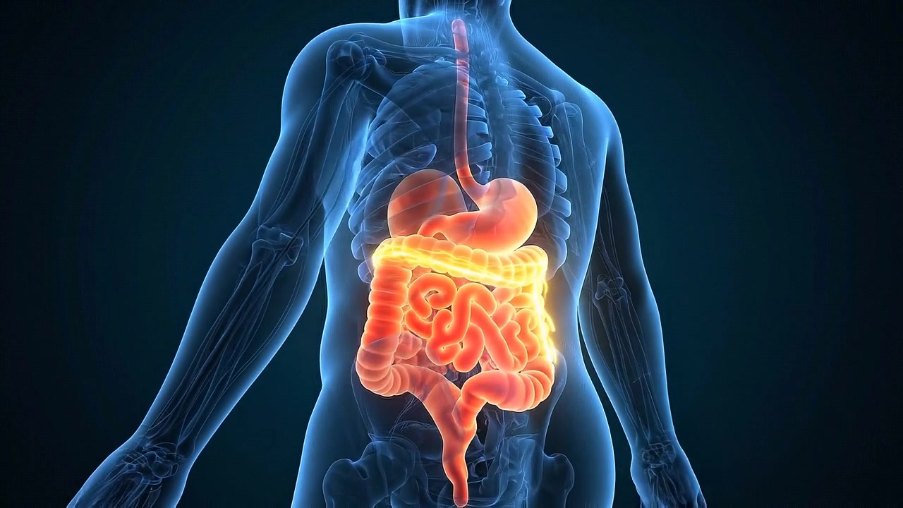 3D Medical Animation of Human Digestive System Anatomy