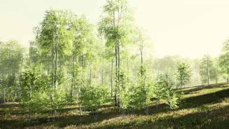 first spring greens in birch grove