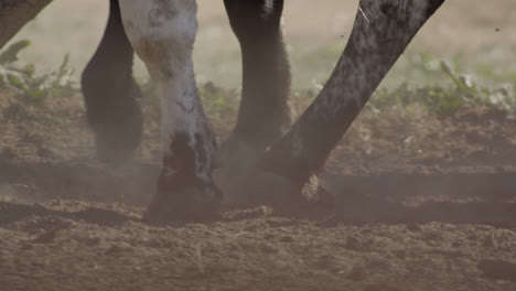 Bull-hooves-walking-and-kicking-up-dust-clouds-on-ruraly-Texas-farm