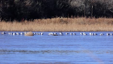 Seagulls-on-Freshwater-River-in-New-Mexico