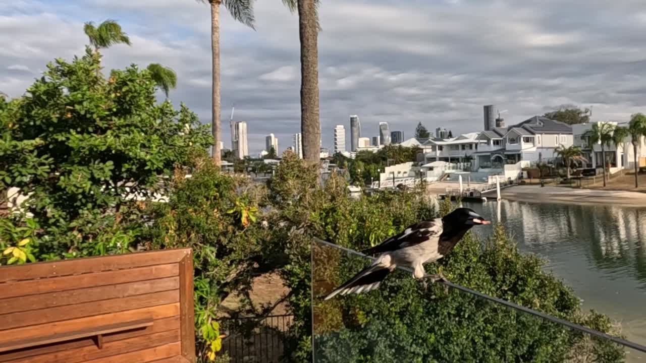 скорпион приземляется на забор у воды.