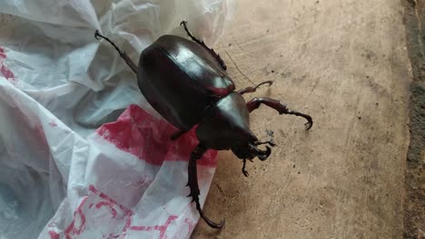 closeup rhinoceros beetle insect plastic bag waste in wildlife