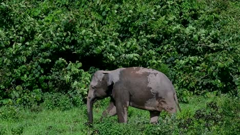 亞洲大象 (asian elephant) 是一個臨滅絕的物種,它們也生活在泰國