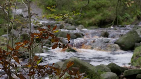 Friedliche-Herbst--Und-Winterwälder,-Ein-Sanfter-Bach,-Der-Am-Flussufer-Fließt,-Goldene-Eichen-Und-Fallende-Bronzefarbene-Blätter