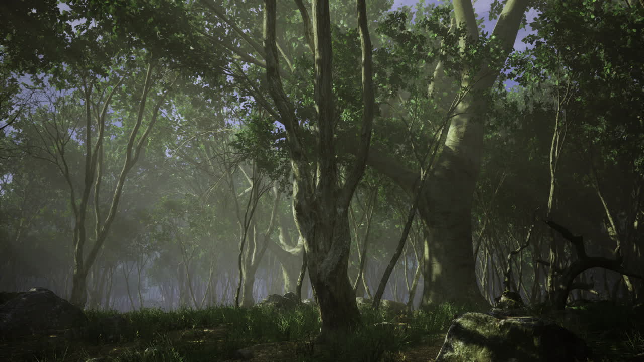 Lush forest canopy revealing hidden beauty in tranquil morning light