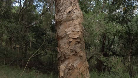 corteza pelándose del gran árbol de corteza de papel en el bosque de la reserva natural en la playa de thala en port douglas, qld, australia