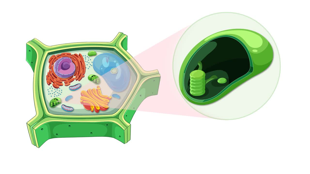 Animation illustrating plant cell anatomy, focusing on chloroplasts. Features vibrant colors and detailed cellular components