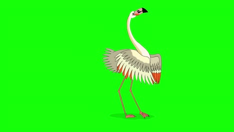 el flamenco blanco camina con llave de croma de 4k
