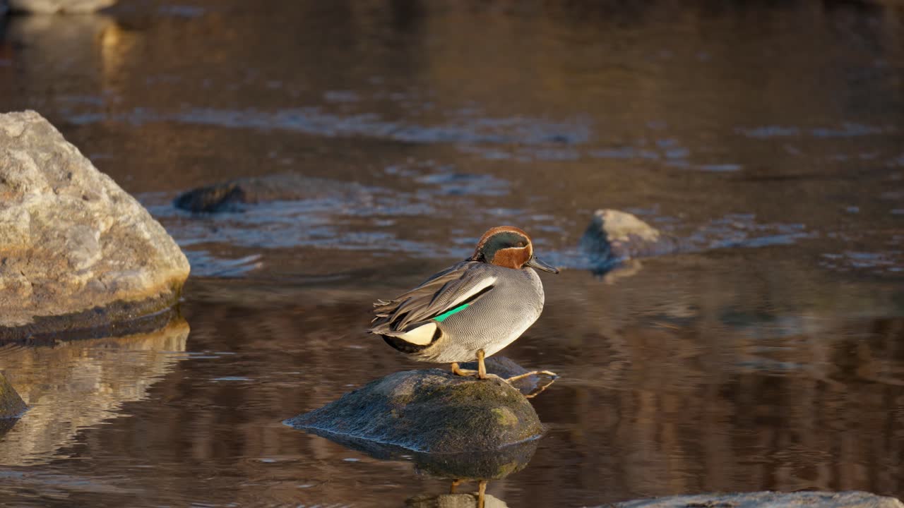 흐르는 강에서 바위에 서있는 남성 청록색