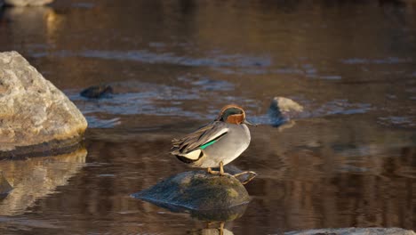 a male common teal standing on the rock at the flowing river