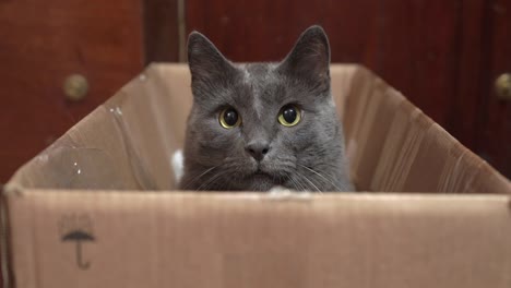 gray cat with eyes wide open sitting in cardboard box looking at camera