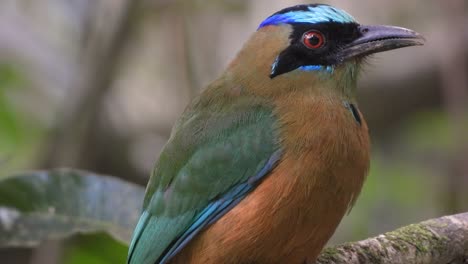 Close-up-of-a-Motmot-preening-and-grooming