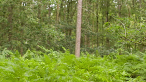 close up of ferns with green leaves growing in forest in front of trees