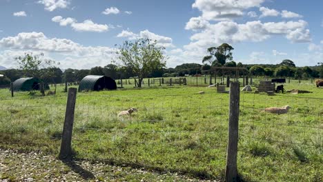 a dirt path runs alongside a sheep pasture on a sunny day, with people approaching in the distance and lush green fields under blue skies
