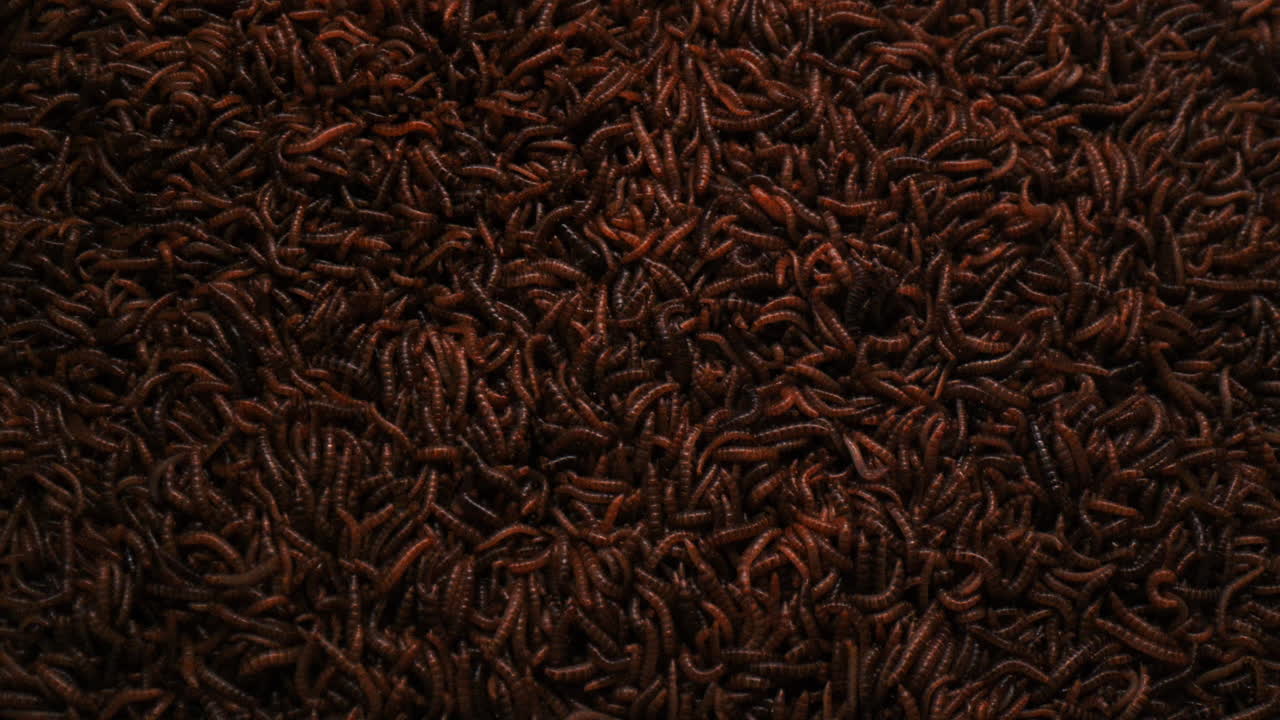 un montón de gusanos vivos que se arrastran en la luz parpadeante