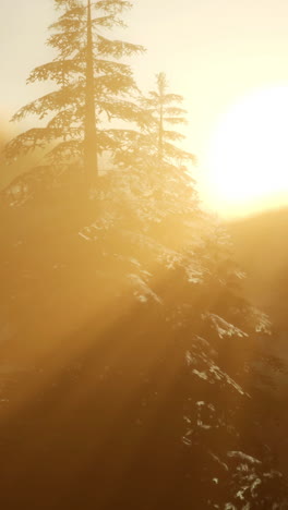 sunrise through the trees in a foggy forest