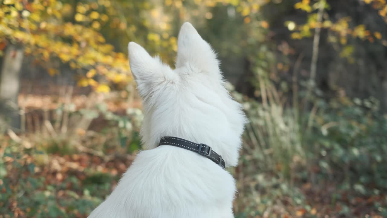 tiro en órbita de un suisse berger blanc en un bosque en otoño