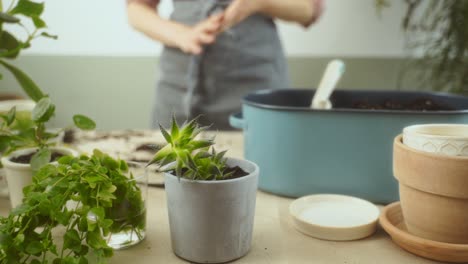 crop female gardener putting potted succulent on table