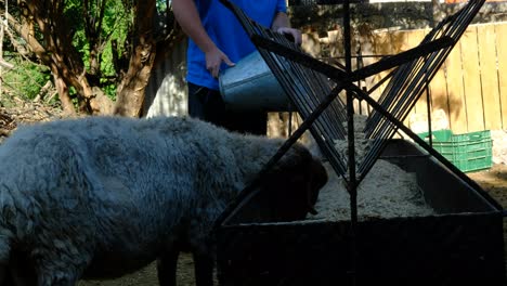 sheep eating hay animal farm