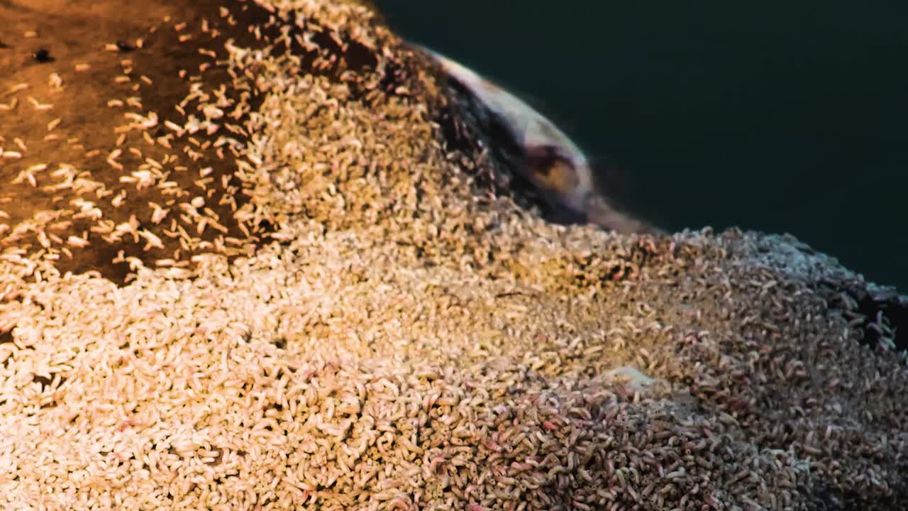 Decaying Animal Carcass Covered With Maggots in sunlight