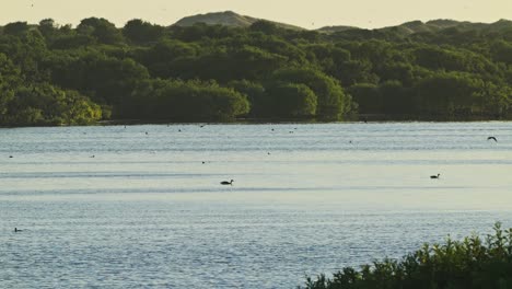 vista panorámica de un lago donde muchas aves anátidas descansan en un entorno natural sin gente