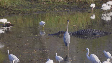 Garcetas,-Garzas-Y-Caimanes-Comiendo-Y-Descansando-En-El-Hábito-De-Los-Humedales-De-Florida